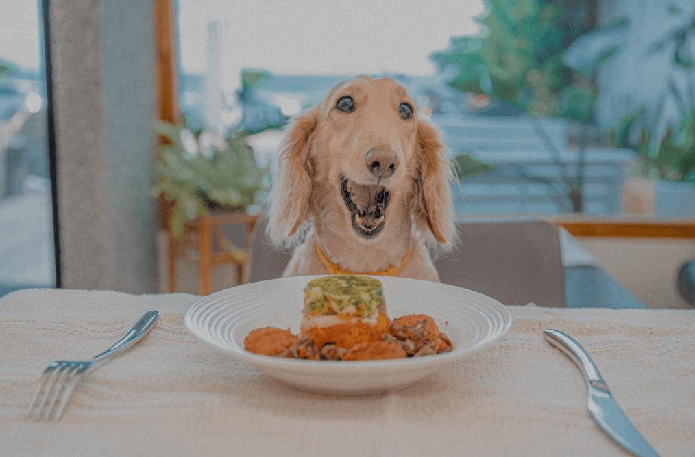 【墾丁寵物友善住宿】莎莎之拉夢民宿的金毛獵犬坐在餐桌前，桌上擺放著一盤美味的食物。狗狗看起來非常興奮，嘴巴張開，顯示出其愉快的情緒。背景是戶外餐廳的一部分，環境舒適且自然。