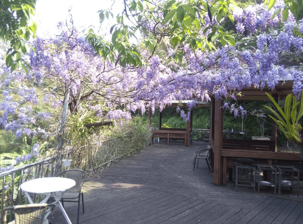 【司馬庫斯住宿】星光流域咖啡民宿的戶外木製露台，上方覆蓋滿開的紫藤花，設有幾組桌椅，適合在自然景色中放鬆，展現出寧靜而浪漫的景致。