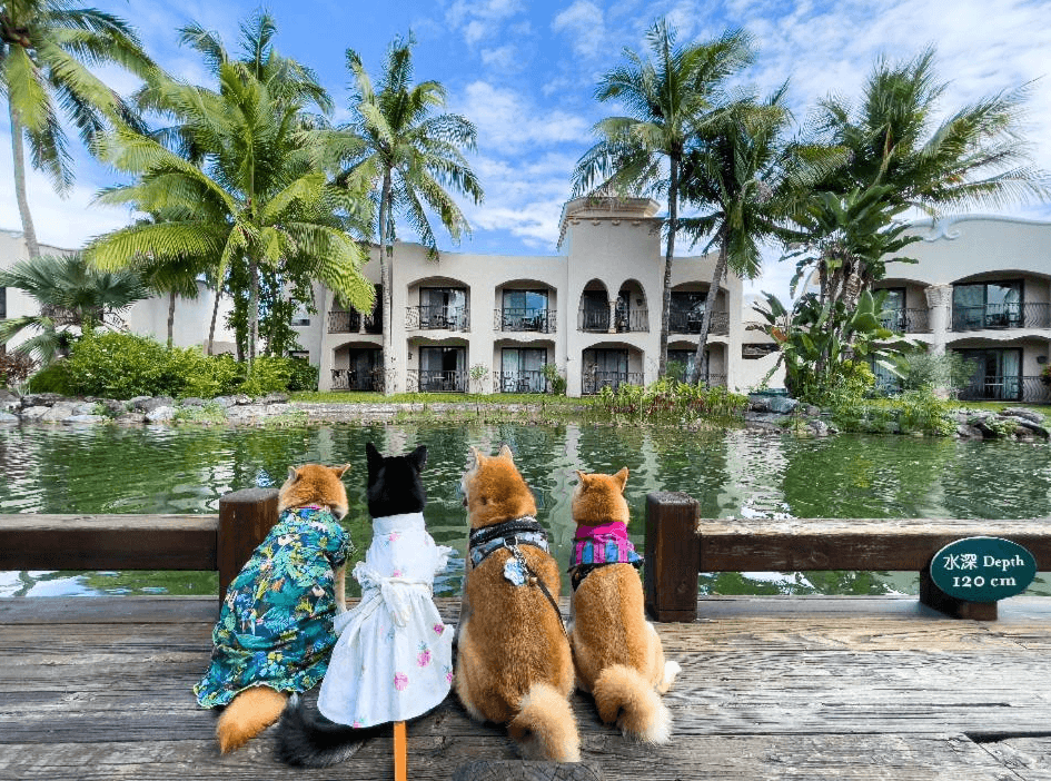 【花蓮寵物友善飯店】四隻穿著可愛服飾的柴犬坐在花蓮理想大地渡假飯店的湖畔平台上，背對鏡頭望向飯店建築與熱帶植物環繞的湖面，景緻悠閒寧靜。