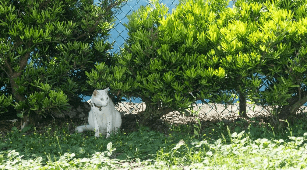 【蘭嶼住宿】伊那部海景民宿庭院貓咪：住宿外庭院一隅，有白色小貓坐在綠色灌木叢下，背景可見大海。