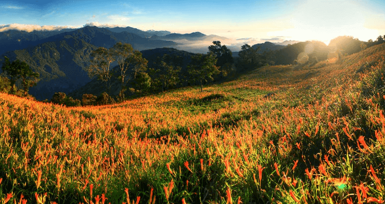 【太麻里住宿】太麻里金針花海，環山雅築周邊景點，山巒環繞下的滿山橘黃花朵在日出光影中綻放。