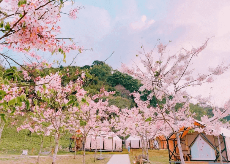 【六龜住宿】"六龜住宿精選示意圖"高雄六龜【遠山望月溫泉風呂露營區】春季櫻花盛開的園區景觀，粉紅櫻花樹夾道綻放，帳篷整齊排列在山坡間，呈現夢幻浪漫氛圍。