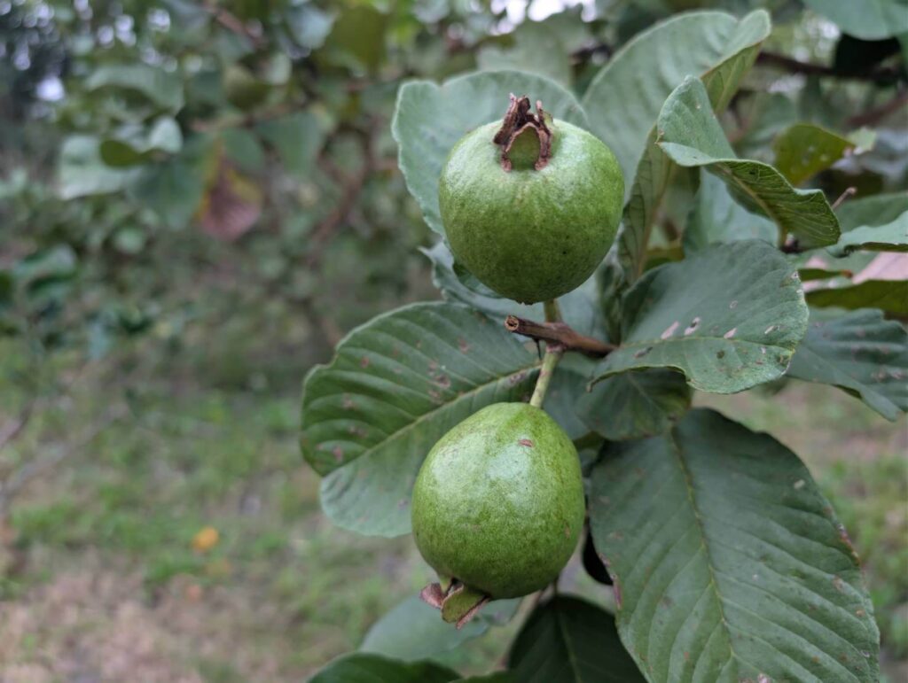 自然野奢戶外果園生態：鏡頭特寫果園內結實累累的翠綠芭樂，展現民宿園區內豐富的自然生態與未受污染的純淨種植環境，傳遞田園野趣。