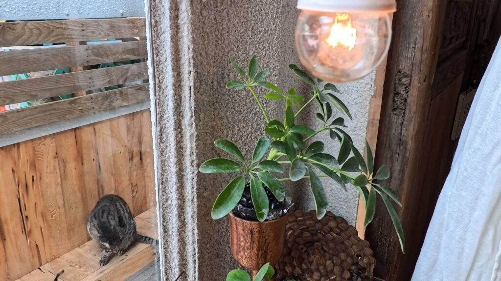 費斯玻璃屋早餐環境，從窗外可看見小虎貓在旁邊休息，用餐感受更愜意