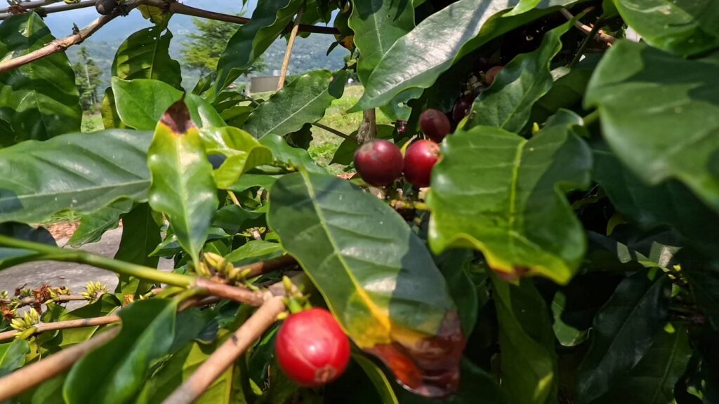 在公主咖啡，品嚐咖啡果實，吃起來甜甜的