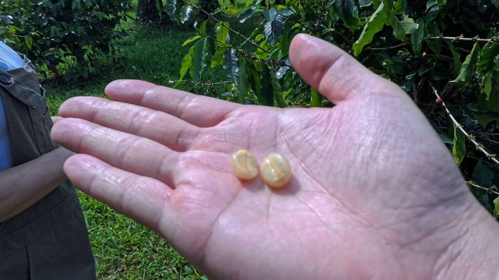 公主咖啡帶領了解，咖啡豆子公母差異