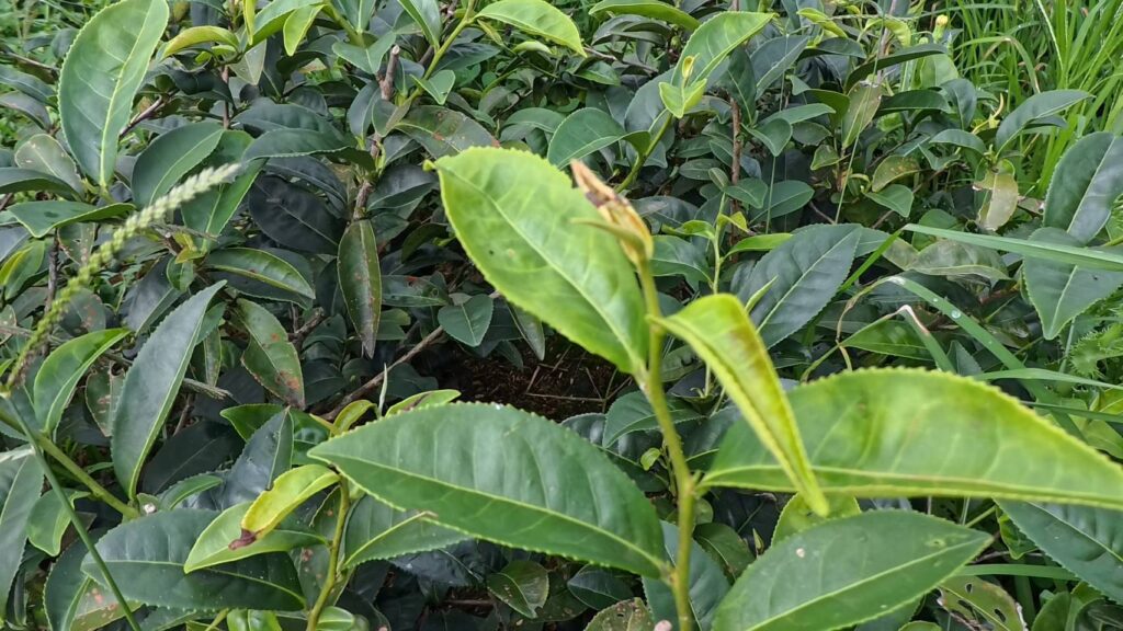 附近景點-茶葉小蟬吸過的茶葉