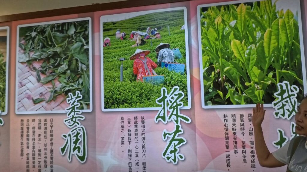 附近景點-製茶介紹，介紹茶品好喝的關鍵因素