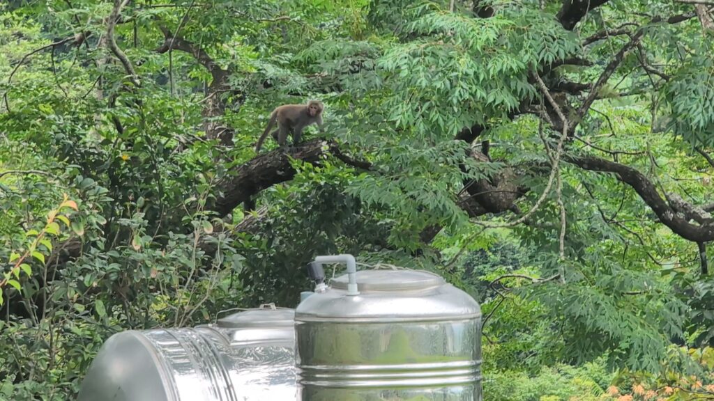 鈴の宇Revika戶外環境,猴子正在水塔附近的樹上攀爬