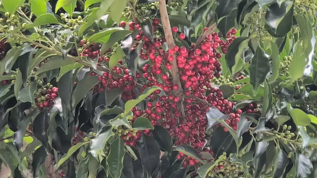 鐵冬青植物近景特寫，枝幹上簇擁著大量鮮豔飽滿的紅色小漿果與未熟的青綠色果實，周圍環繞著深綠色葉片